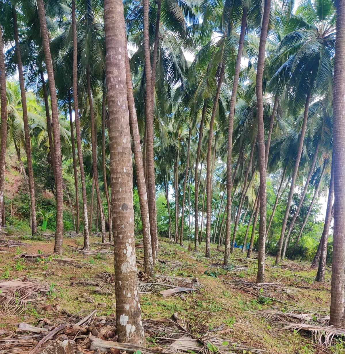 Coconut farm — Karnataka